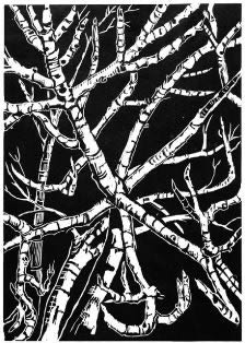 Galveston Fig Tree Seasons (2002) Winter Fig Tree