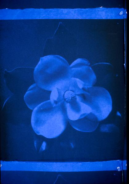 Galveston Blue Magnolia